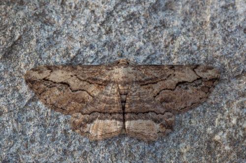 Menophra abruptaria
